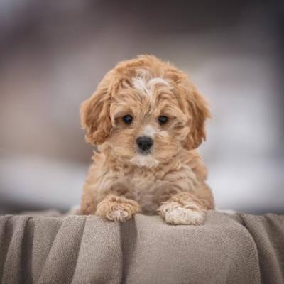 Cavapoo Puppies for Sale 